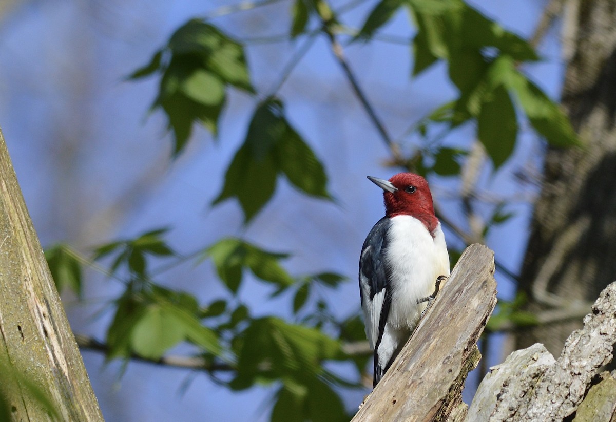 Red-headed Woodpecker - ML246443011