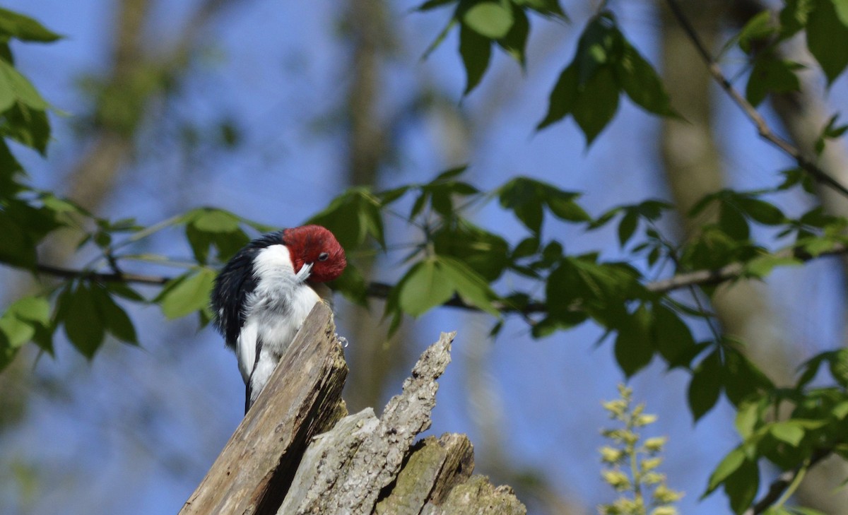 Red-headed Woodpecker - ML246443021