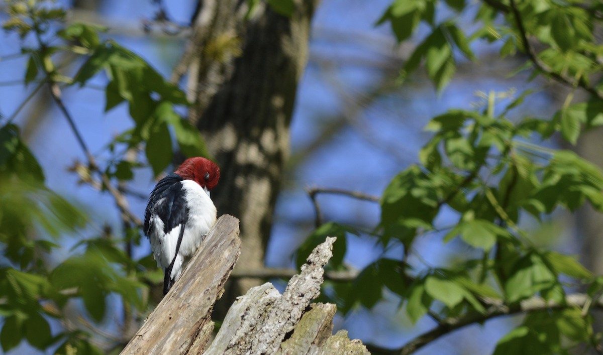 Red-headed Woodpecker - ML246443031