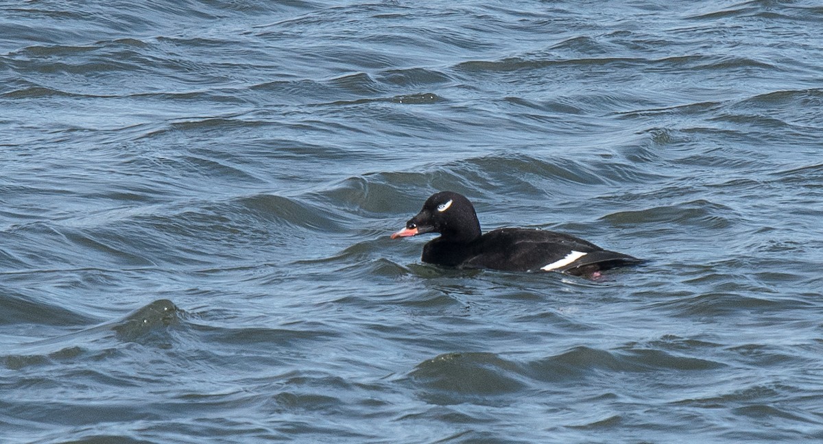 White-winged Scoter - Kevin Couture