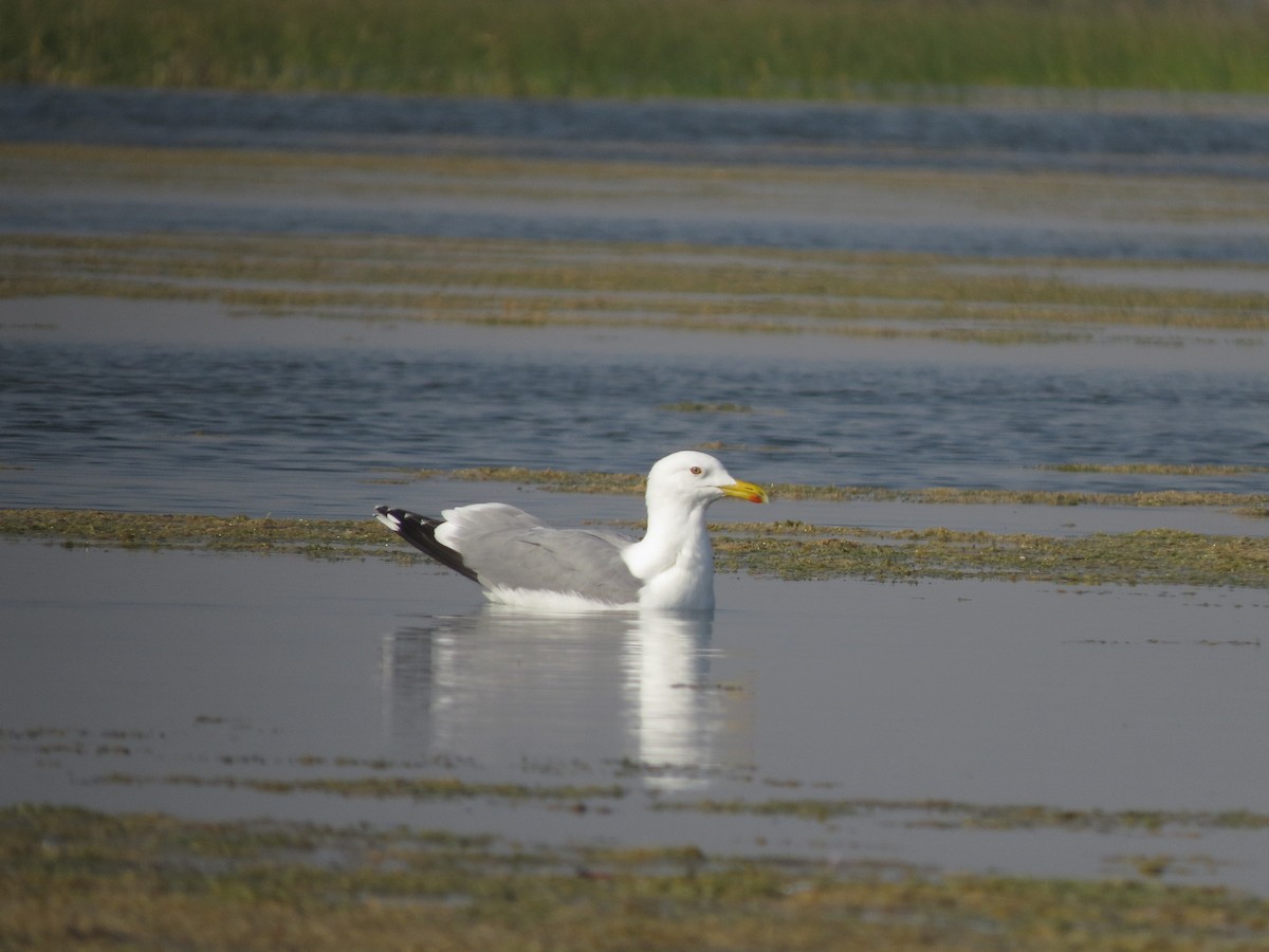 Caspian Gull - Pankaj Maheria