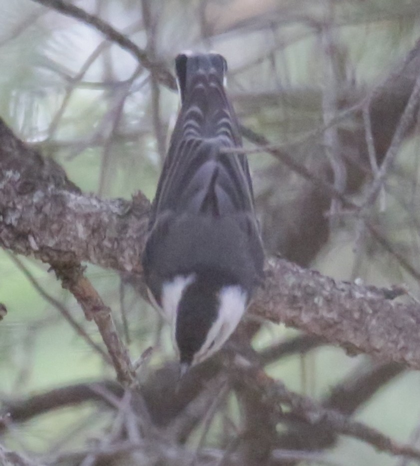 White-breasted Nuthatch - Donna Stumpp