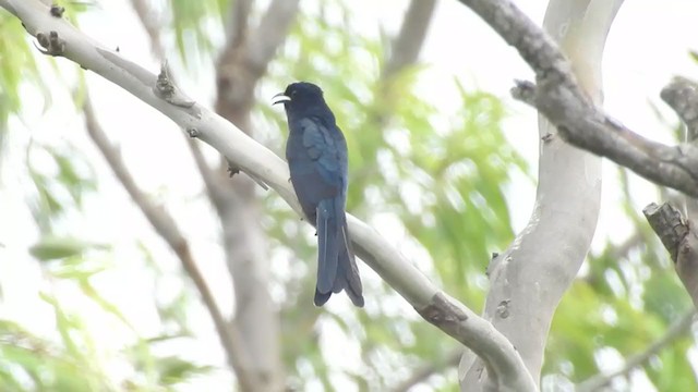  - Fork-tailed Drongo-Cuckoo