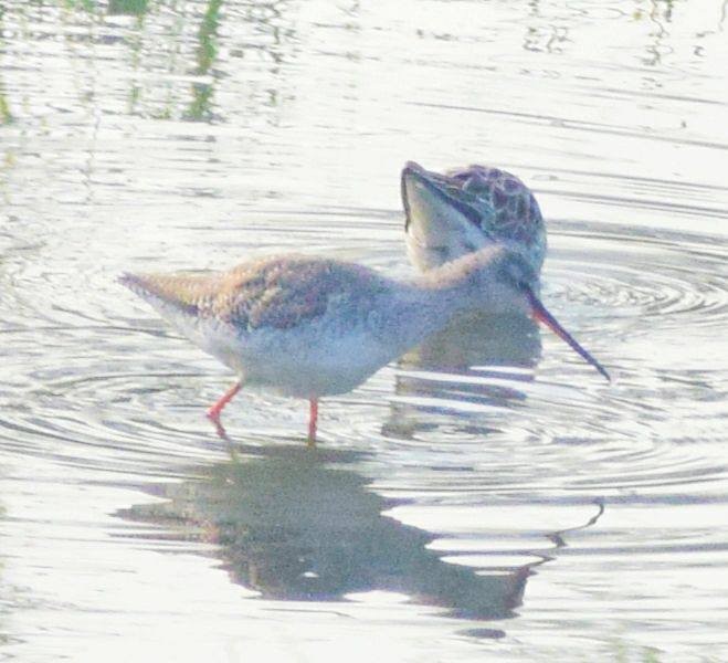 Spotted Redshank - ML246452801
