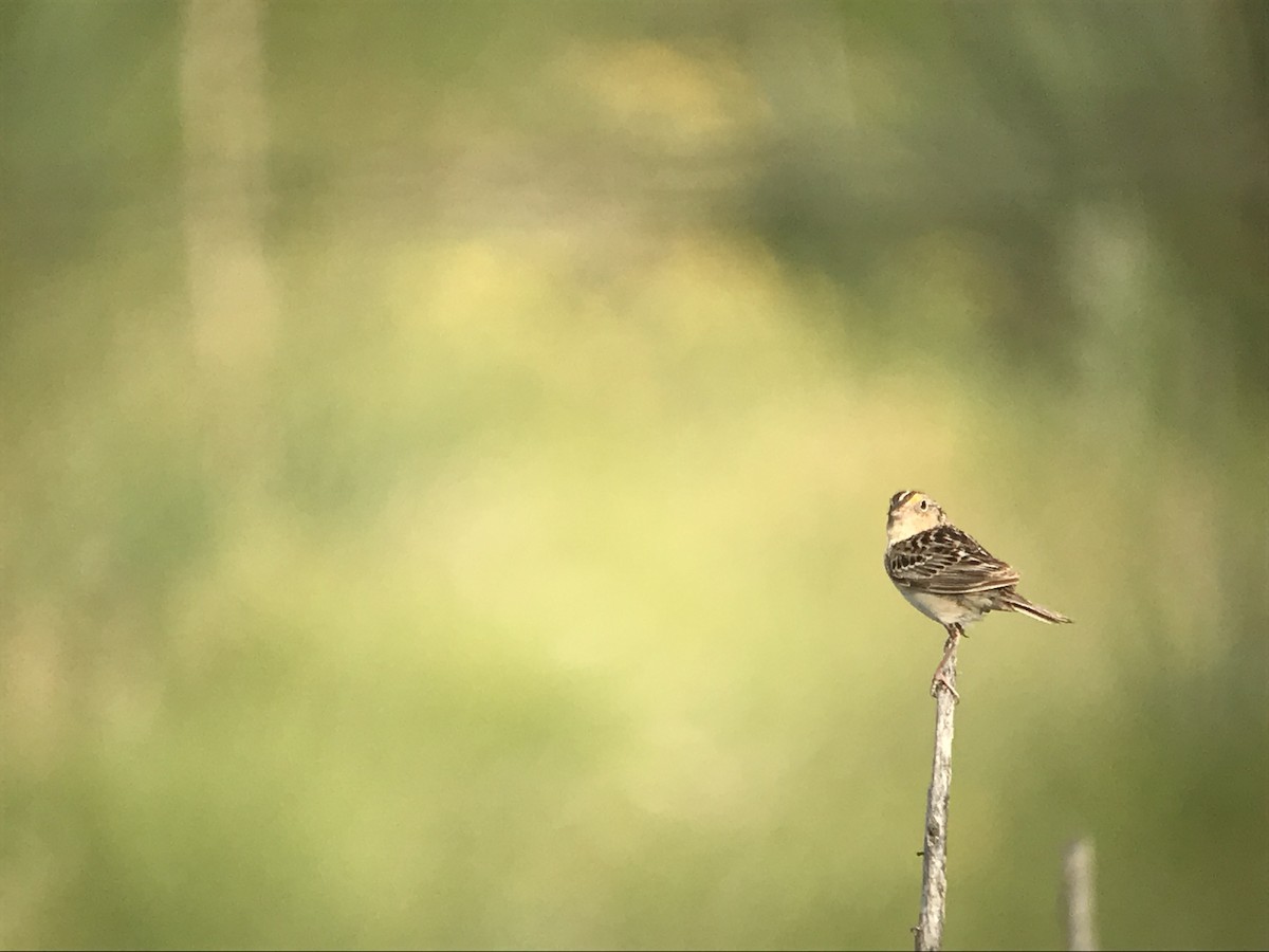 Grasshopper Sparrow - Christian Walker