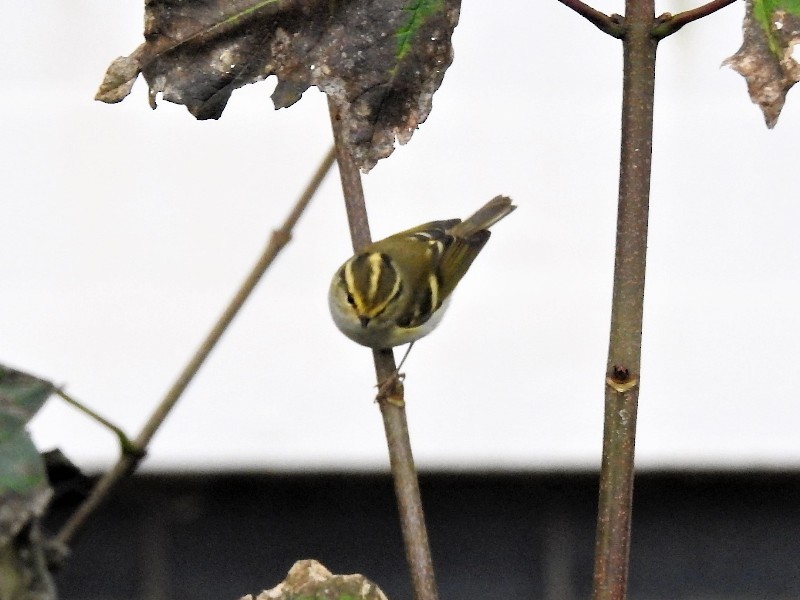 Pallas's Leaf Warbler - ML246456151