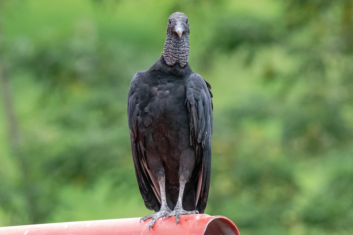 Black Vulture - Bernard Barsalo
