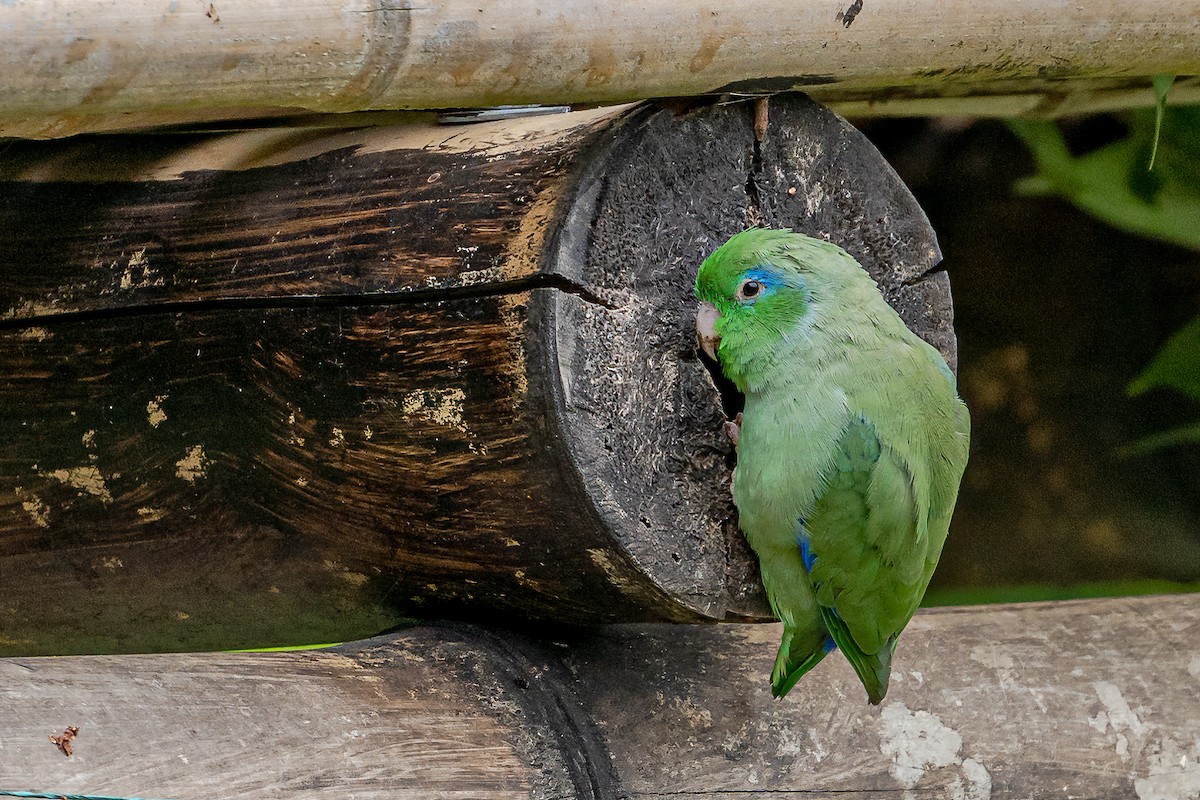 Spectacled Parrotlet - ML246458521