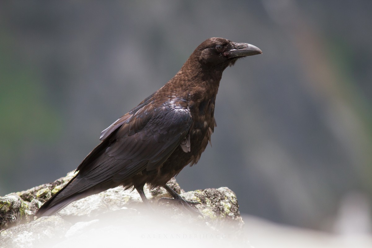 Common Raven - Alexander Hagge