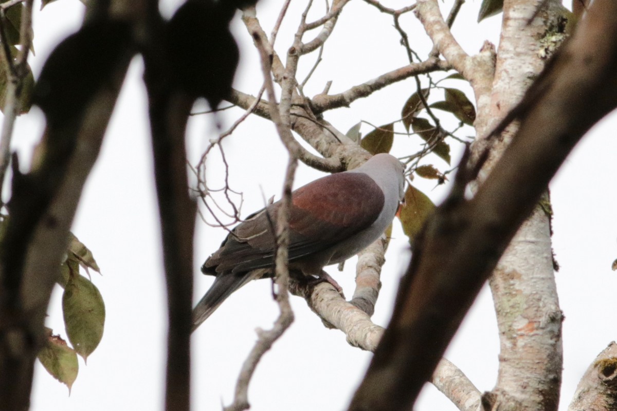 Mountain Imperial-Pigeon - ML246463461