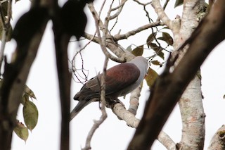 Mountain Imperial-Pigeon, ML246463461