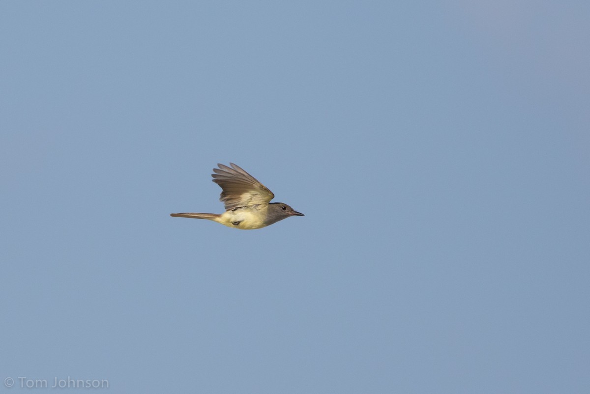 Great Crested Flycatcher - ML246464761