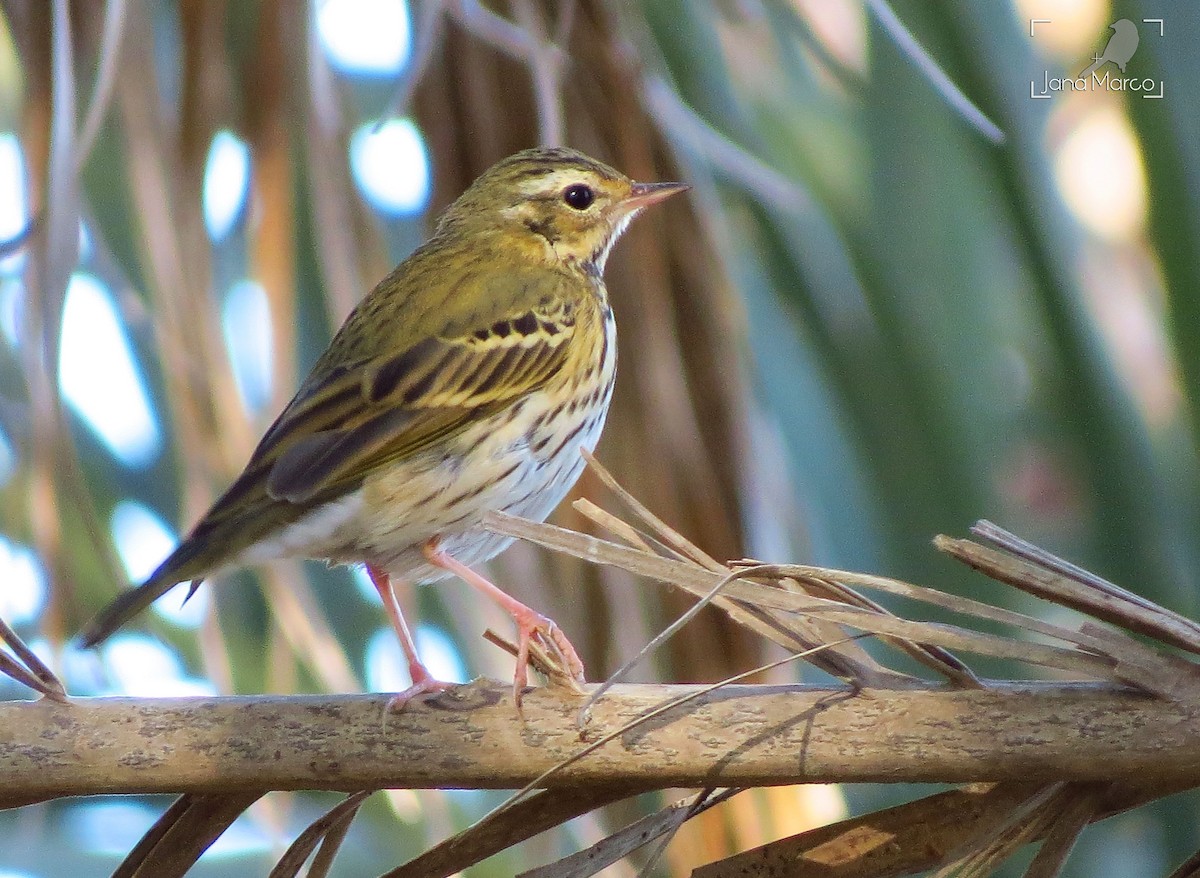Olive-backed Pipit - ML246466091