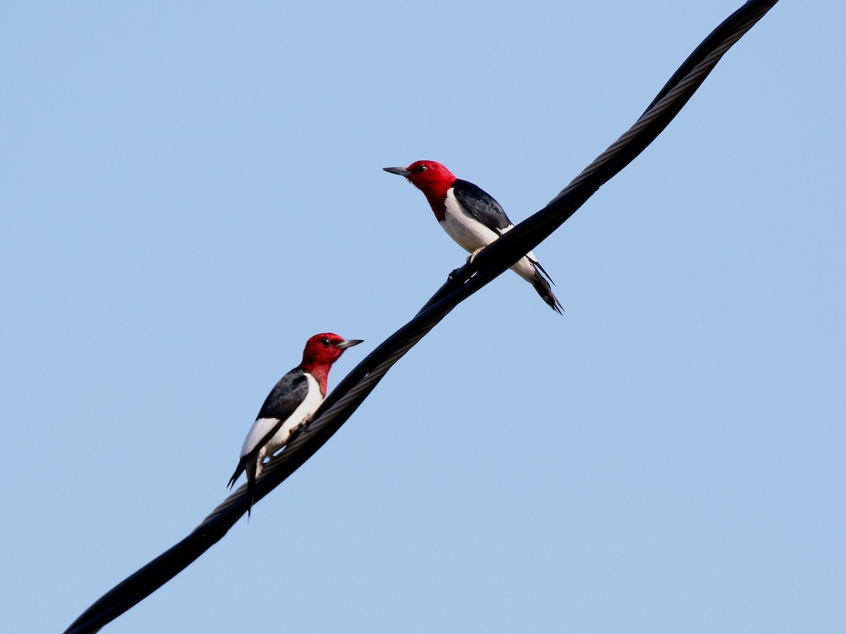 Red-headed Woodpecker - ML246466311
