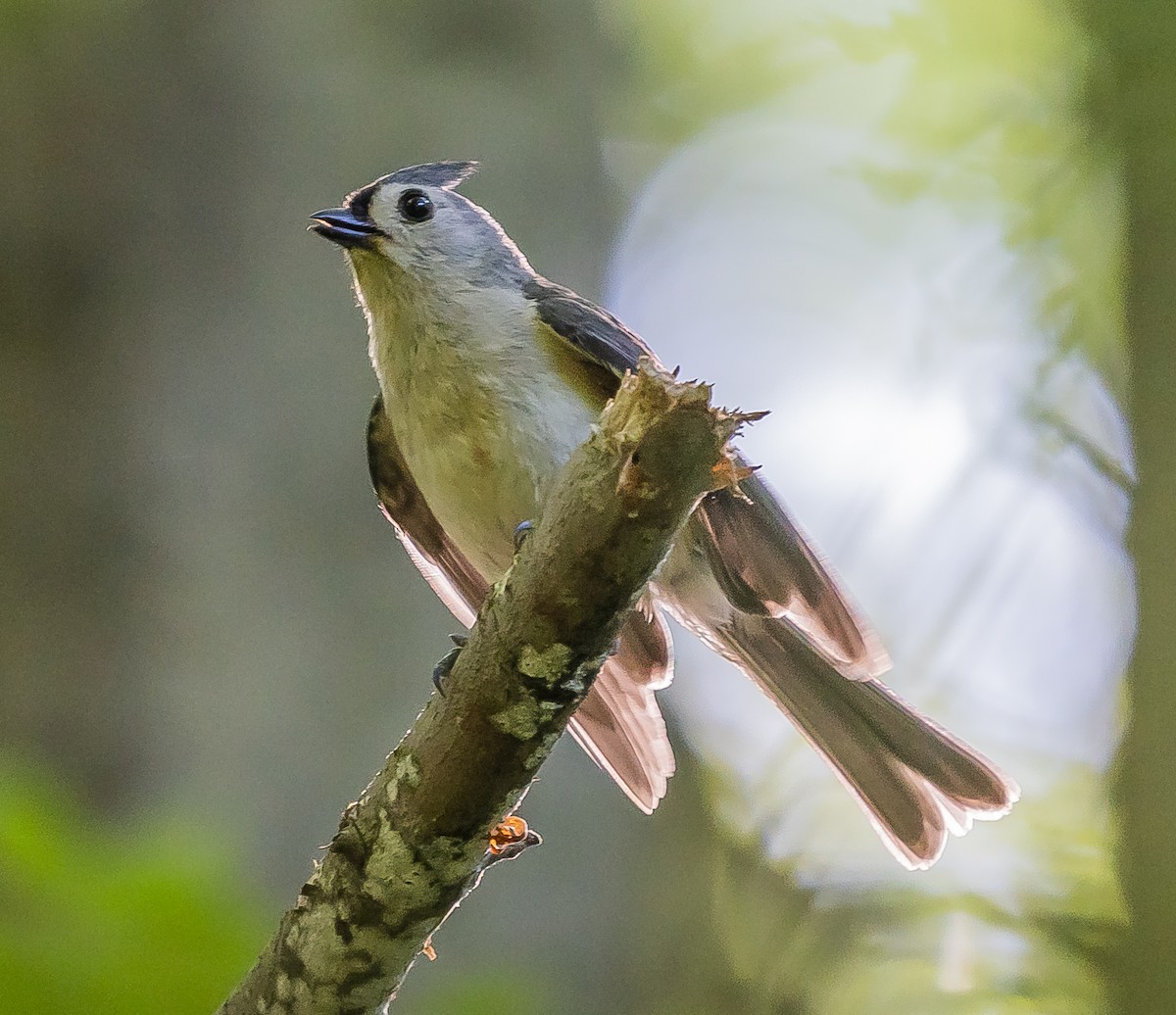 Tufted Titmouse - Anonymous