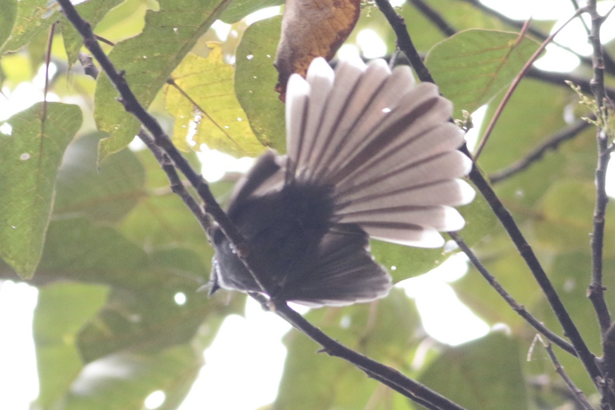 White-throated Fantail - ML246466891