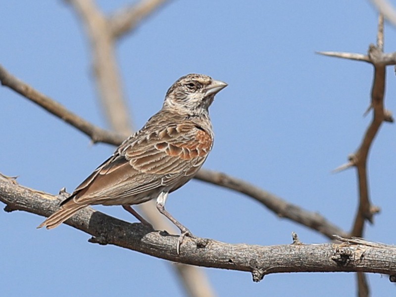 Chestnut-headed Sparrow-Lark - Qiang Zeng