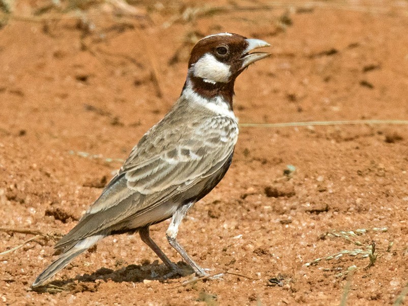 Chestnut-headed Sparrow-Lark - Lars Petersson | My World of Bird Photography