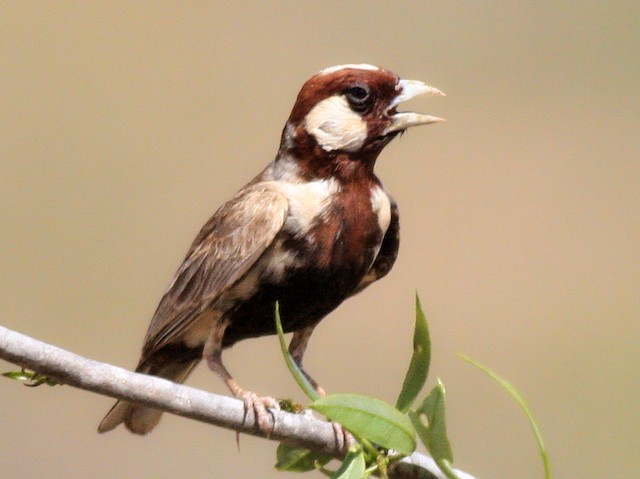 Photos Chestnut Headed Sparrow Lark Eremopterix Signatus Birds Of The World