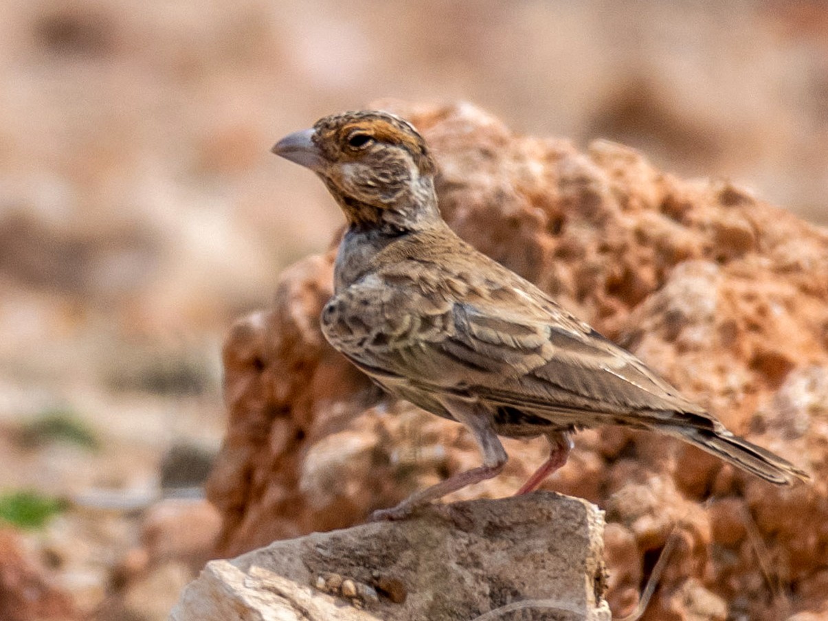 Chestnut-headed Sparrow-Lark - Raphaël Nussbaumer