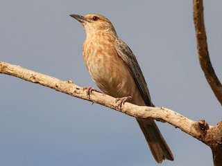 Pink-breasted Lark - eBird