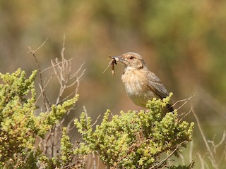 Pink-breasted Lark - eBird