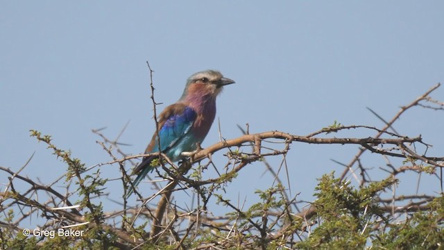 Lilac-breasted Roller - ML246471611