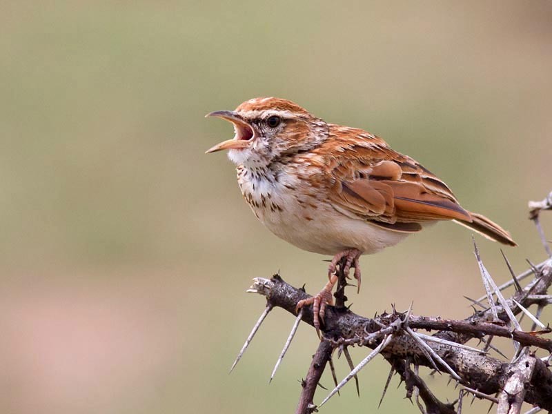 Alondra Leonada (alopex/intercedens) - eBird