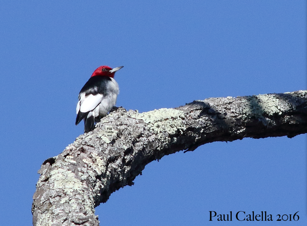Red-headed Woodpecker - Paul Calella