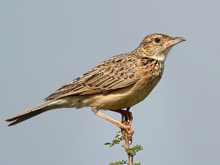  - Red-winged Lark (Red-winged)