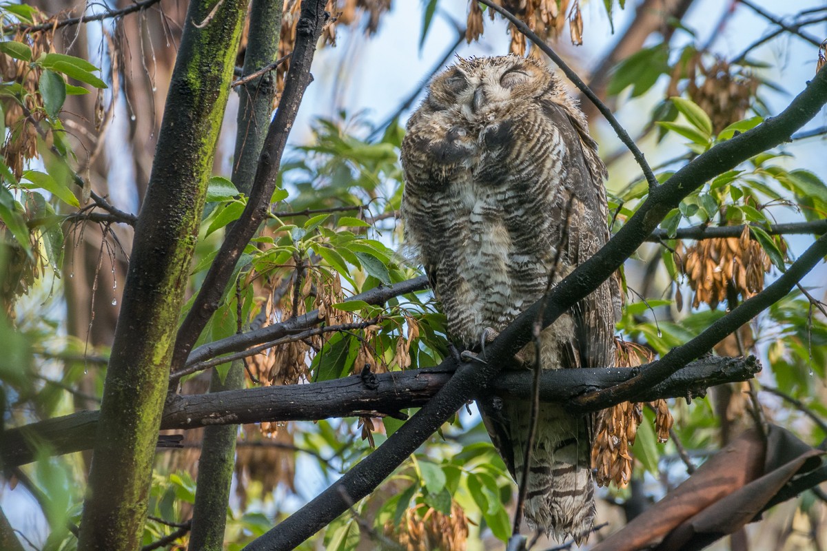 Great Horned Owl - Juan Miguel Artigas Azas