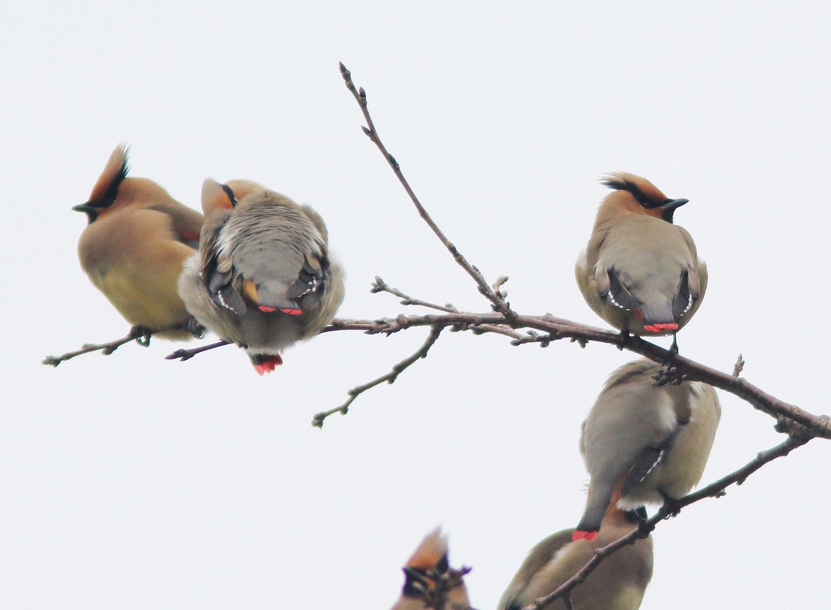 Japanese Waxwing - William Price