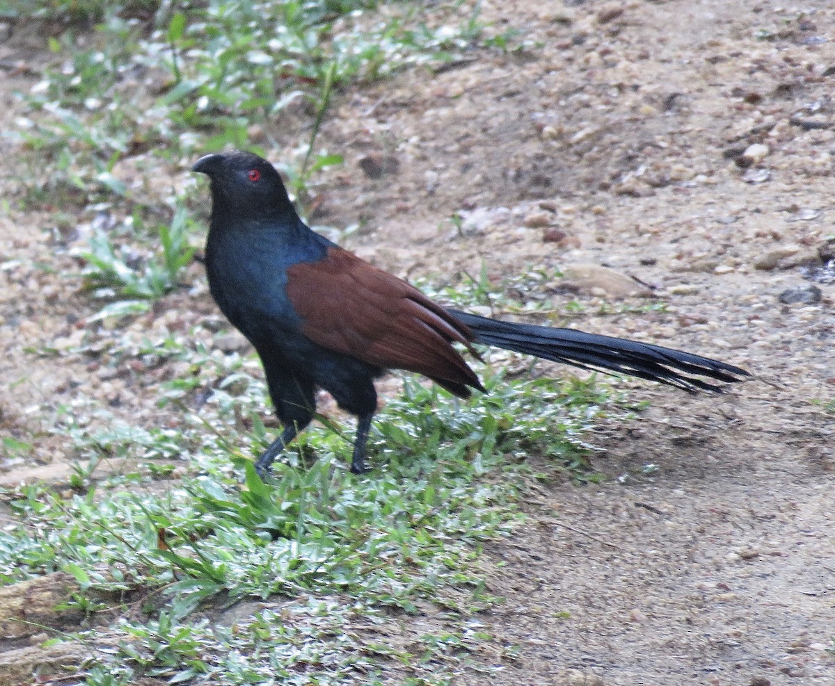 Greater Coucal - ML246478301