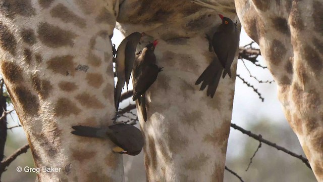 Red-billed Oxpecker - ML246479111