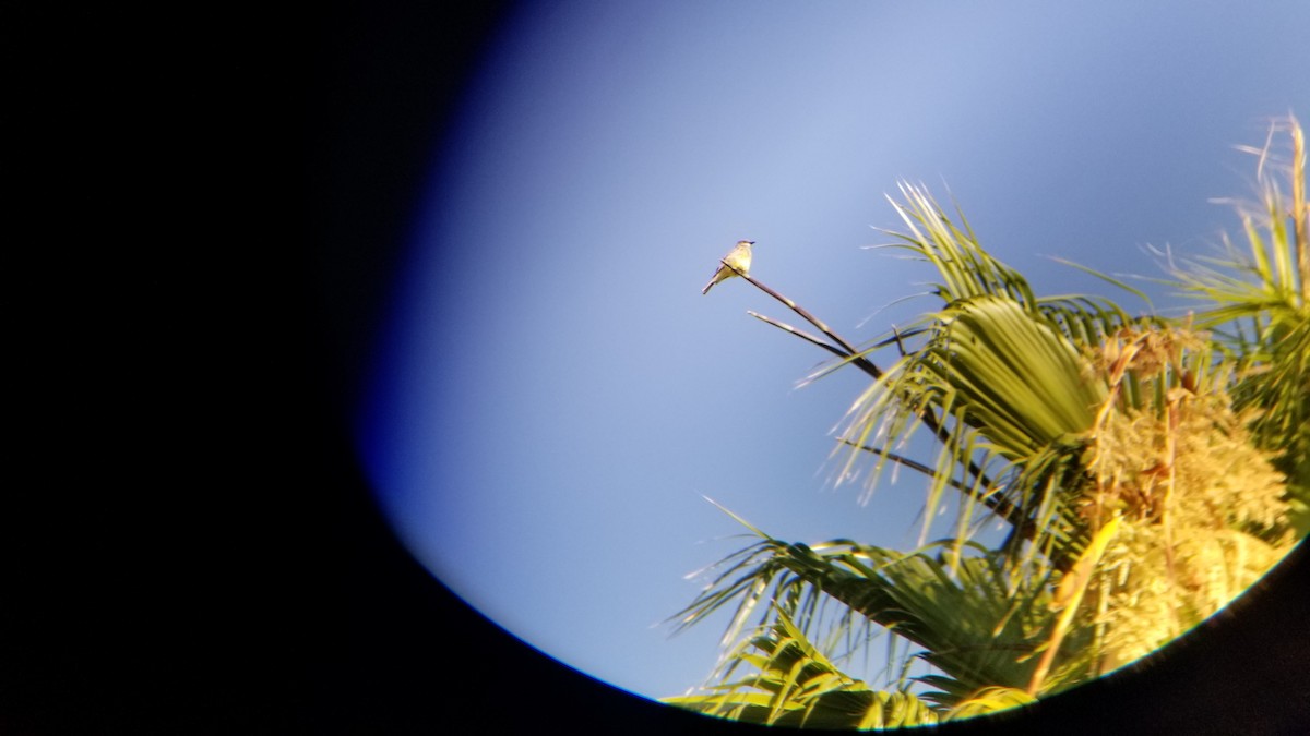 yellow-bellied kingbird sp. - ML246479731