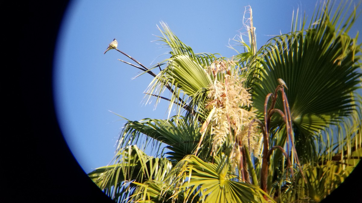 yellow-bellied kingbird sp. - ML246479761