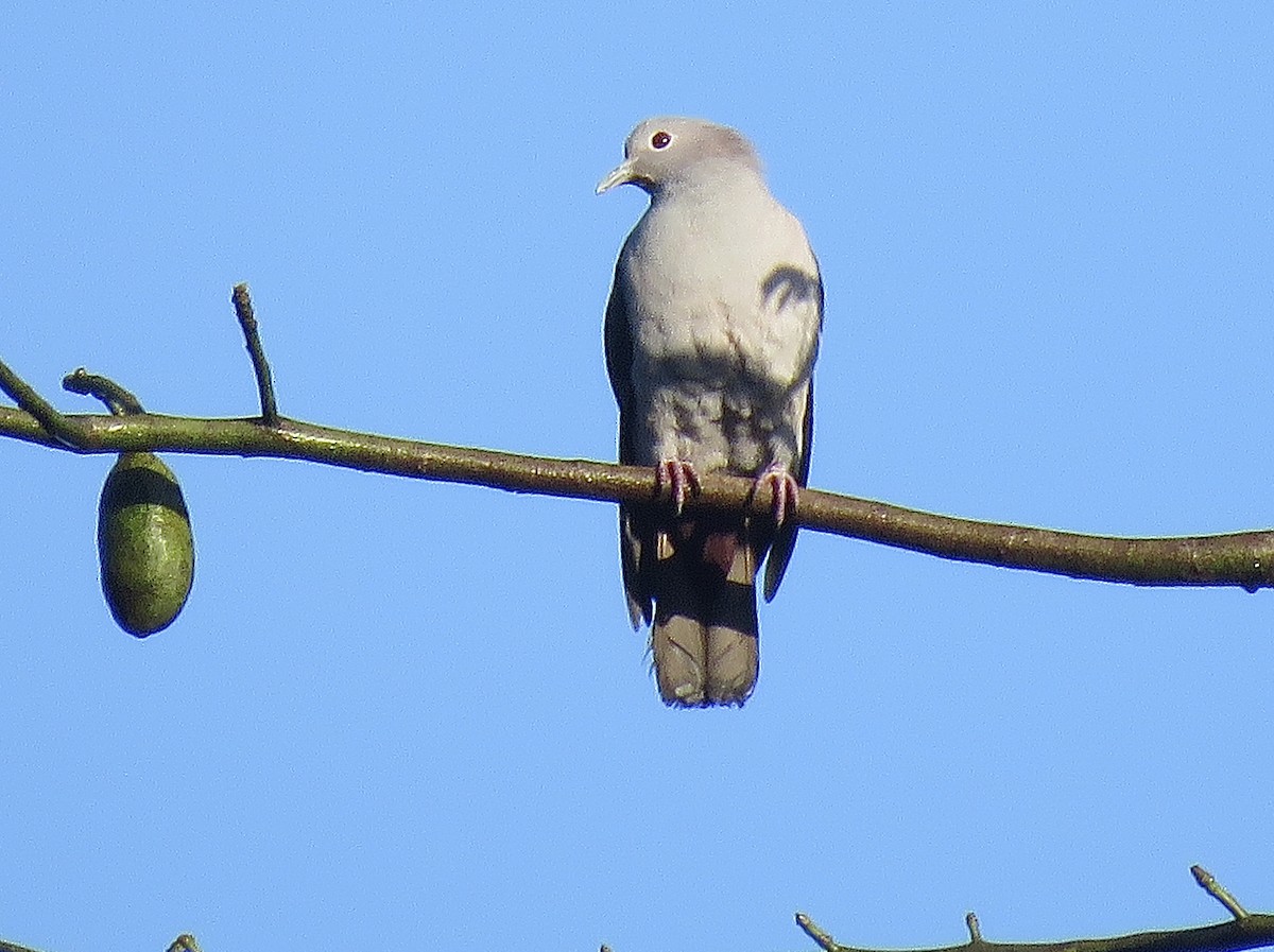 Green Imperial-Pigeon - ML246481921