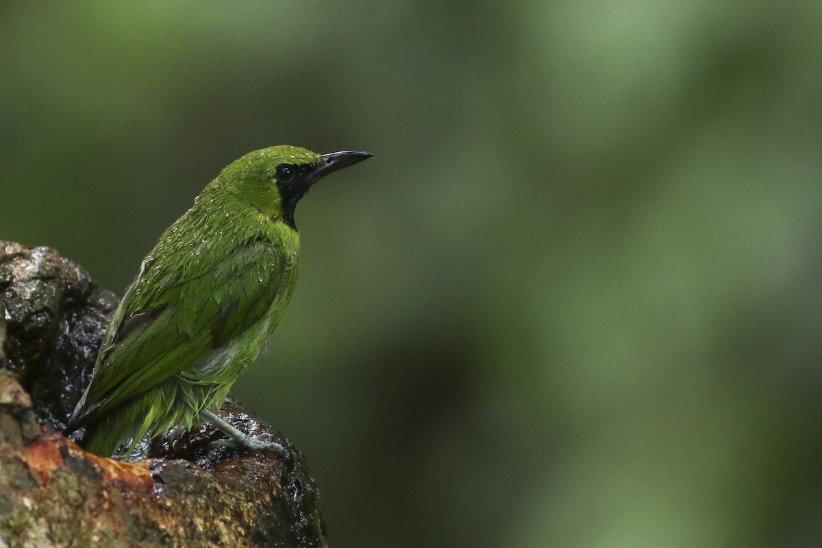 Lesser Green Leafbird - Jonathan Eckerson