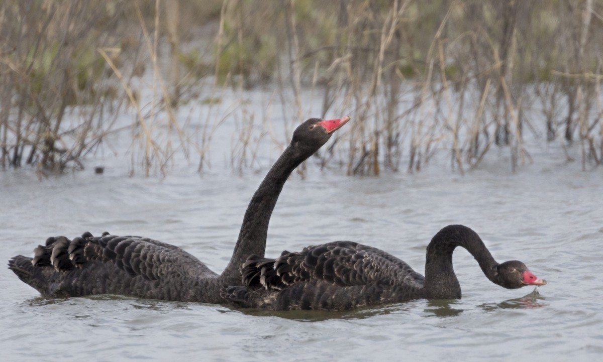 Black Swan - Madeleine Lenagh