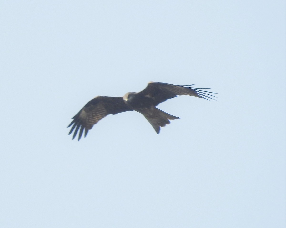 Black Kite (Black-eared) - ML246489541