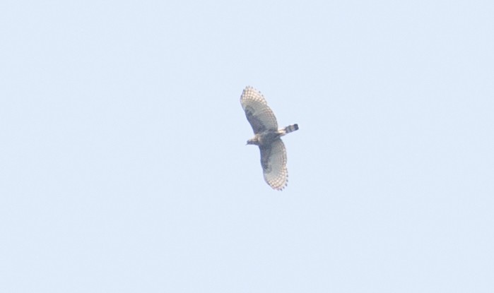 Sulawesi Hawk-Eagle - ML246491161