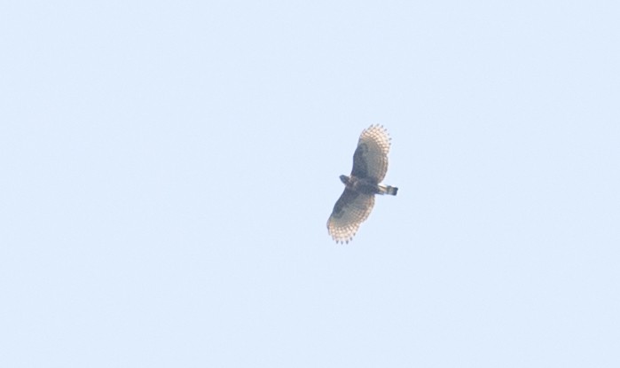 Sulawesi Hawk-Eagle - ML246491171
