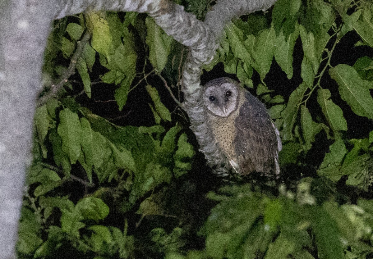 Sulawesi Masked-Owl - ML246492411