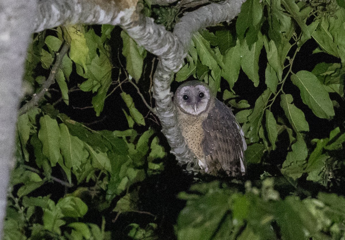 Sulawesi Masked-Owl - ML246492421