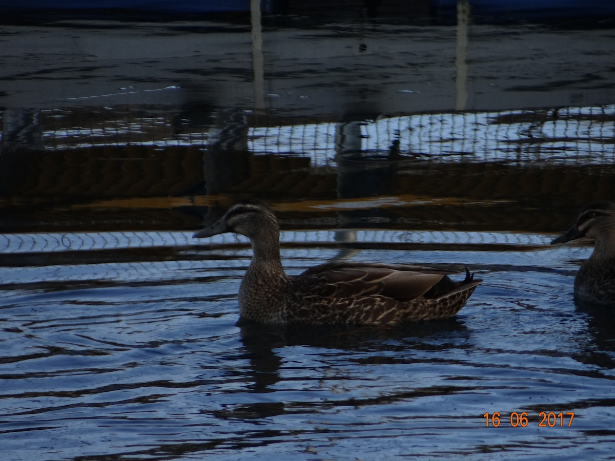 Mallard x Pacific Black Duck (hybrid) - ML246492491