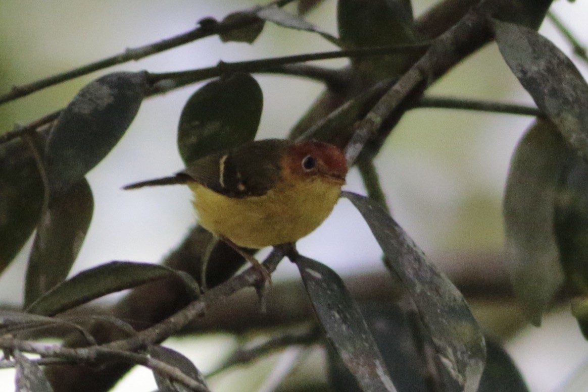 Yellow-breasted Warbler - ML246494661