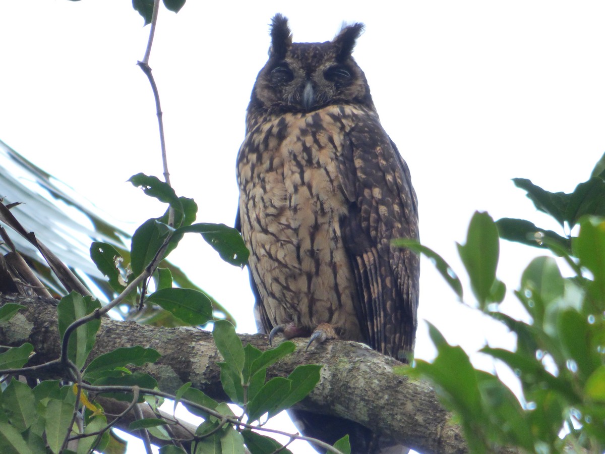 Madagascar Owl - ML246499131