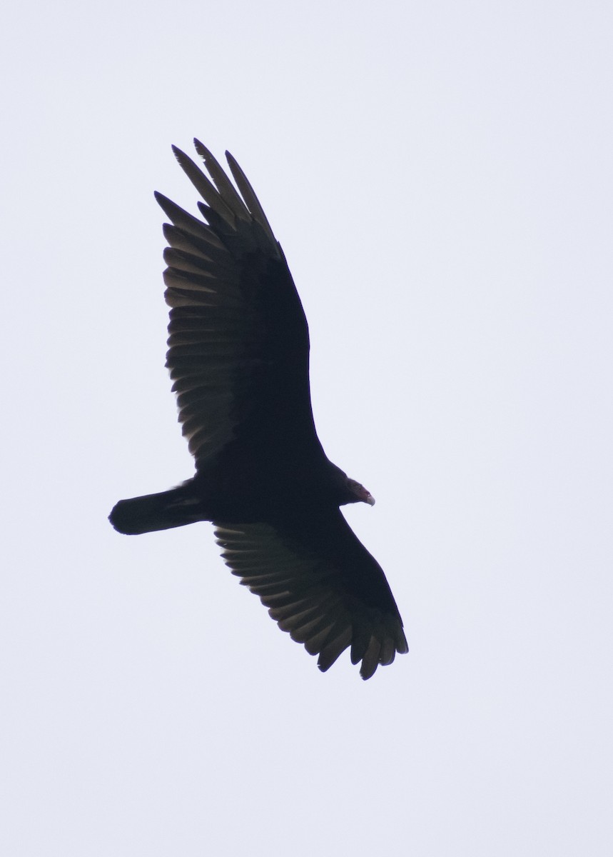Turkey Vulture - ML246501391