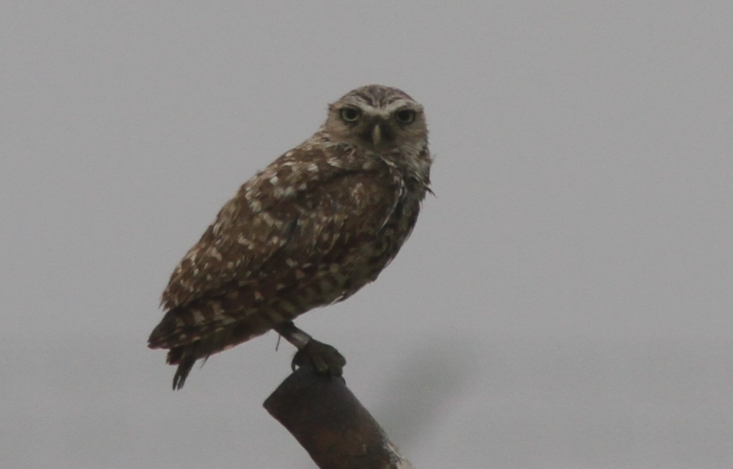 Burrowing Owl - ML246501711