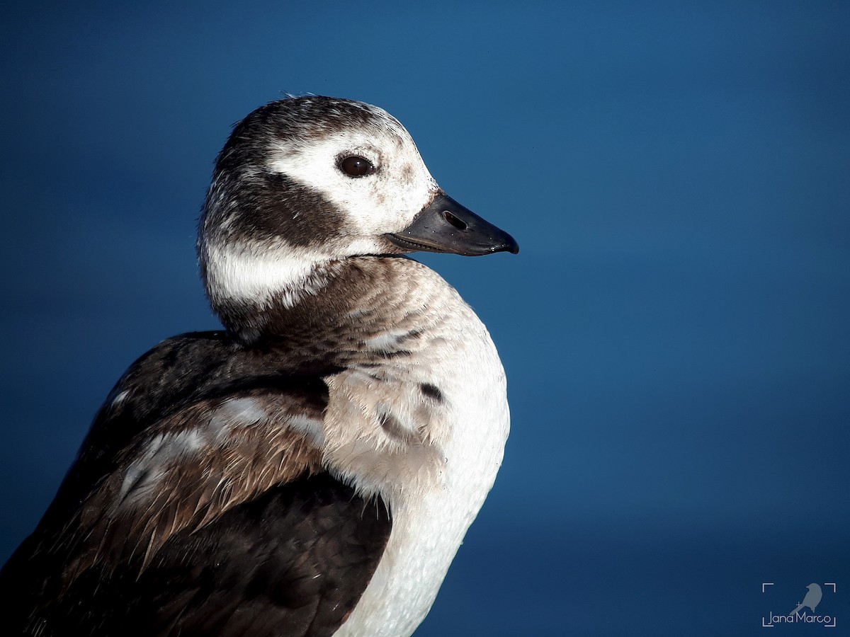 Long-tailed Duck - ML246503971